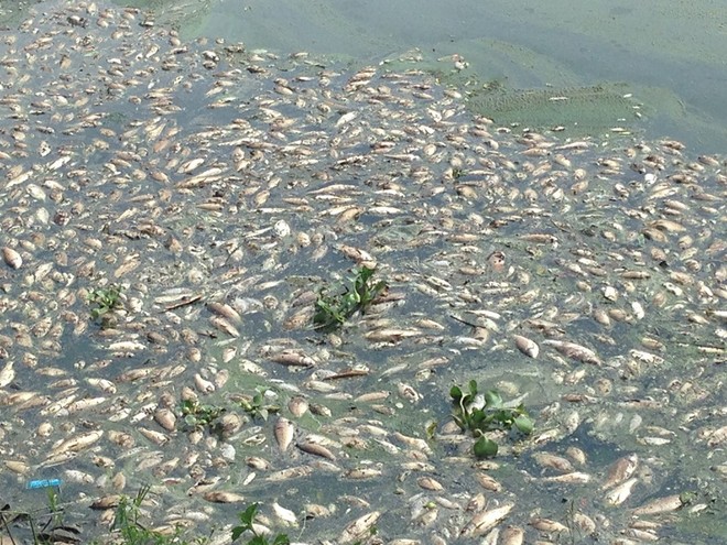 Nguyên nhân dẫn đến việc cá chết hàng loạt tại công viên Yên Sở - Ảnh 2.