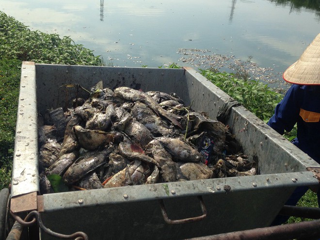 Nguyên nhân dẫn đến việc cá chết hàng loạt tại công viên Yên Sở - Ảnh 5.