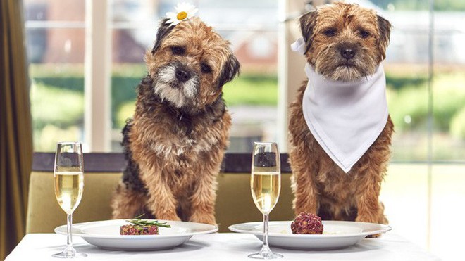 New York tổ chức tuần lễ nh&agrave; h&agrave;ng phục vụ ch&oacute; - Ảnh 2.