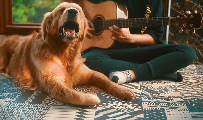 Mặc chủ đàn hát chó cưng bên cạnh cứ ngủ an yên, chàng trai hát cover thân thế bí ẩn này đang làm dân tình sôi sục tìm info! - Ảnh 6.