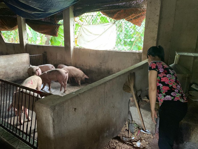 Kỳ tích: Lần đầu tiên đàn heo nhiễm dịch tả lợn Châu Phi sắp bị tiêu hủy, bất ngờ hết bệnh nhờ... ăn bã rượu - Ảnh 4.
