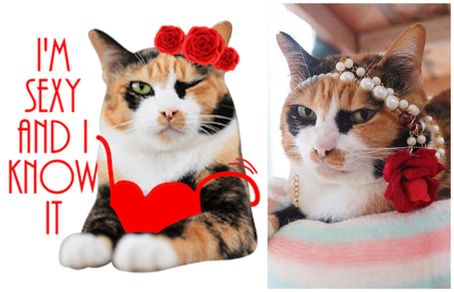 Sticker mèo Facebook là cách tuyệt vời để thể hiện tình yêu của bạn với loài động vật ngộ nghĩnh này. Những bức ảnh mới lạ và đáng yêu này sẽ khiến bạn đưa mèo vào cuộc trò chuyện của mình và chia sẻ niềm vui của mình với bạn bè trên Facebook.