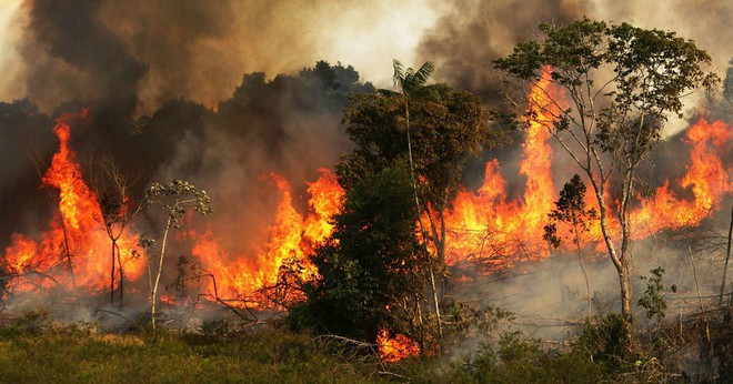 Sự thật về loạt hình thú rừng chết cháy ở Amazon gây ám ảnh: Hỏa hoạn và những cái chết là thật, nhưng không liên quan đến nhau! - Ảnh 3.