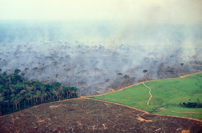 10% loài động vật trên hành tinh như sống trong hỏa ngục vì cháy rừng Amazon: Hậu quả kinh khủng hơn bất kì vụ cháy rừng nào khác - Ảnh 5.