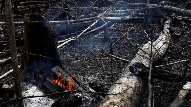 5 c&#225;ch giải cứu rừng Amazon từ Quỹ Quốc tế Bảo vệ Thi&#234;n nhi&#234;n WWF: H&#227;y đọc ngay để biết bạn n&#234;n l&#224;m g&#236; l&#250;c n&#224;y - Ảnh 2.