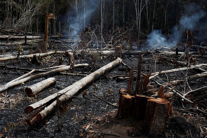 5 c&#225;ch giải cứu rừng Amazon từ Quỹ Quốc tế Bảo vệ Thi&#234;n nhi&#234;n WWF: H&#227;y đọc ngay để biết bạn n&#234;n l&#224;m g&#236; l&#250;c n&#224;y - Ảnh 2.