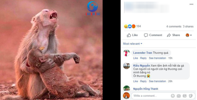 Những &ldquo;đ&aacute;m ch&aacute;y&rdquo; fake news tr&ecirc;n Facebook: Thương rừng Amazon bằng sự thật, đừng mua nước mắt người đọc - Ảnh 6.