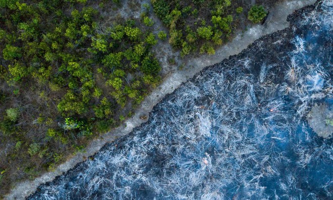 5 cách giải cứu rừng Amazon từ Quỹ Quốc tế Bảo vệ Thiên nhiên WWF: Hãy đọc ngay để biết bạn nên làm gì lúc này - Ảnh 7.