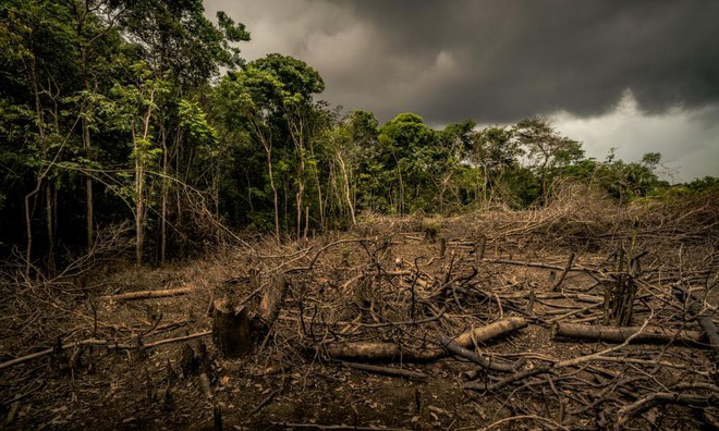 5 cách giải cứu rừng Amazon từ Quỹ Quốc tế Bảo vệ Thiên nhiên WWF: Hãy đọc ngay để biết bạn nên làm gì lúc này - Ảnh 3.