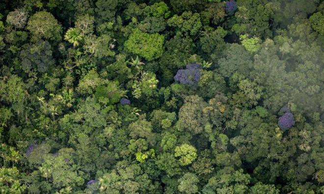 5 cách giải cứu rừng Amazon từ Quỹ Quốc tế Bảo vệ Thiên nhiên WWF: Hãy đọc ngay để biết bạn nên làm gì lúc này - Ảnh 5.