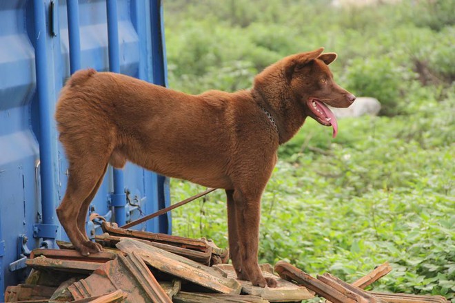 Việc gì phải chọn chó Nhật Shiba khi Việt Nam cũng có tứ đại danh khuyển dư sức đóng Cậu Vàng? - Ảnh 11.