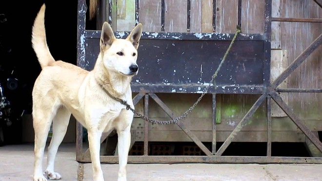 Việc gì phải chọn chó Nhật Shiba khi Việt Nam cũng có tứ đại danh khuyển dư sức đóng Cậu Vàng? - Ảnh 10.