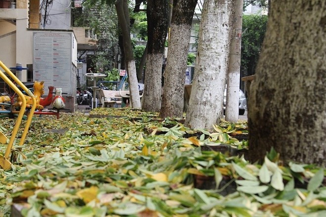 Hà Nội: Người dân hoang mang khi hàng cây sưa hơn 20 năm có dấu hiệu bất thường, rụng lá hàng loạt - Ảnh 1.