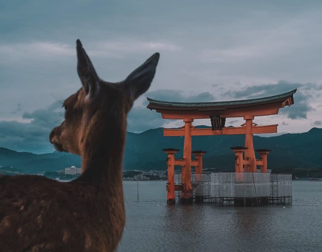 Loạt cổng Torii huyền thoại dọc khắp xứ Phù Tang, có nơi nối dài đến hơn... 10.000 cái - Ảnh 7.