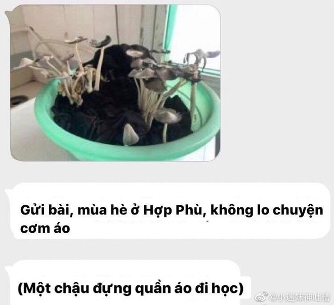 Quên không giặt đồ trước khi về nghỉ hè, cô bạn tá hỏa vì sinh vật lạ xuất hiện trong phòng trọ khi lên lại thành phố  - Ảnh 1.