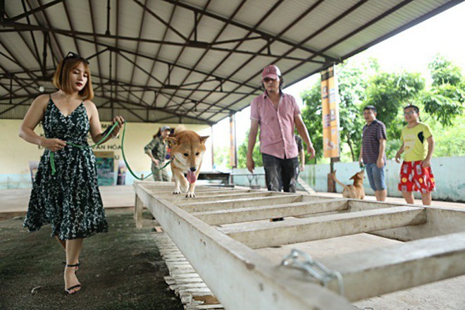 Làm gì có chuyện dùng chó thuần Việt đóng thế cho Cậu Vàng Shiba Inu, nhà sản xuất lên tiếng rồi đây này! - Ảnh 3.