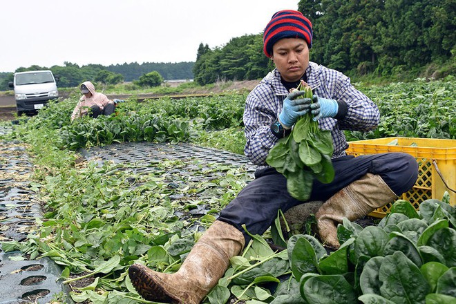 Góc khuất về miền đất hứa Nhật Bản: Người lao động nước ngoài bị ngược đãi, vắt kiệt sức lực, bỏ mạng nơi đất khách, không đủ tiền về nhà - Ảnh 5.