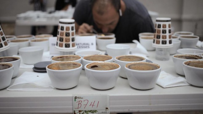 Đằng sau cái giá 41 triệu đồng/kg của vàng đen Elida Geisha: Loại cafe cực khó chăm, chỉ ngon nếu trồng ở một loại đất đặc biệt - Ảnh 4.