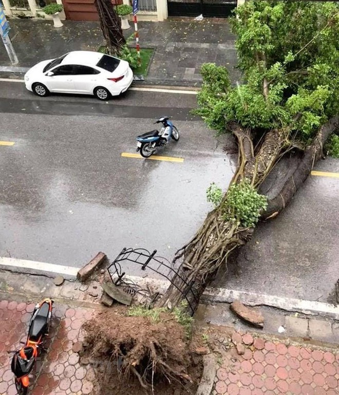 C&acirc;y cối bị quật đổ tại H&agrave; Nội do ảnh hưởng của b&atilde;o số 3 - Ảnh 1.