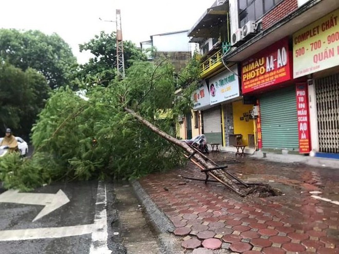 C&acirc;y cối bị quật đổ tại H&agrave; Nội do ảnh hưởng của b&atilde;o số 3 - Ảnh 8.