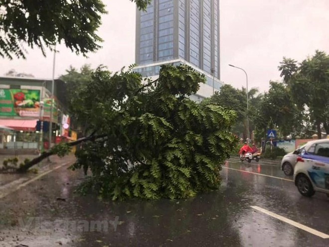 Cây cối bị quật đổ tại Hà Nội do ảnh hưởng của bão số 3 - Ảnh 9.