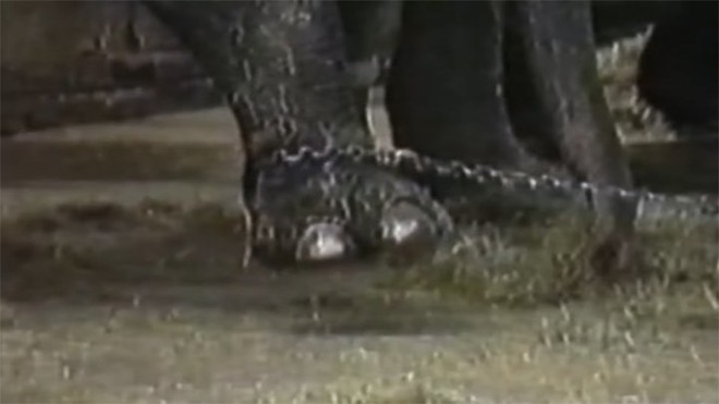 Tyke ch&uacute; voi nổi loạn: Từ 20 năm bị bức &eacute;p đến lần g&acirc;y tai họa cuối c&ugrave;ng v&agrave; c&aacute;i chết bi thảm l&agrave;m r&uacute;ng động ng&agrave;nh xiếc th&uacute; - Ảnh 3.