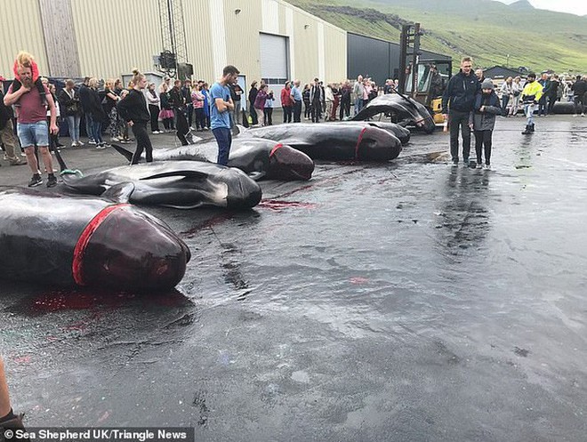 Hàng chục cá voi bị giết, máu nhuộm đỏ nước quần đảo Faroe - Ảnh 3.