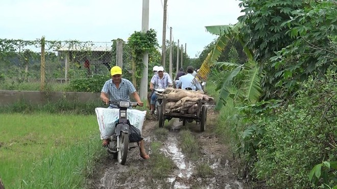 Nhiều con heo chết, thối rữa vứt trong rừng tràm ở ven TP.HCM - Ảnh 3.