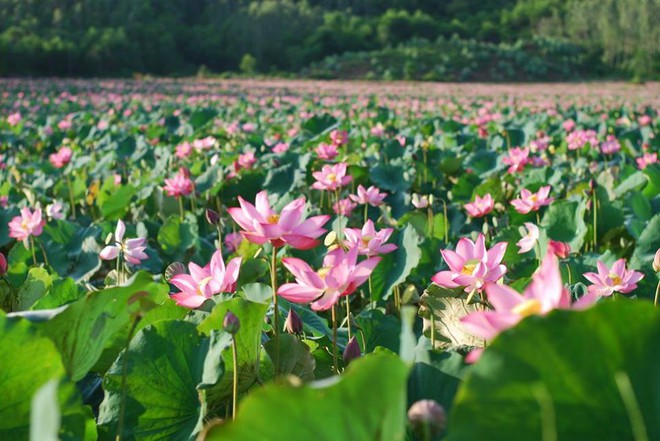 Không chỉ xuất hiện trong video của nhà mốt Louis Vuitton, hoa sen còn được xem như một trong những hình ảnh đại diện cho du lịch Việt Nam  - Ảnh 8.