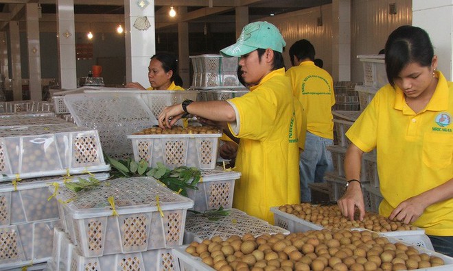 6 loại trái cây tươi ở Việt Nam đã được xuất khẩu thành công với giá bán khó tin - Ảnh 3.