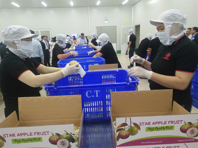 6 loại trái cây tươi ở Việt Nam đã được xuất khẩu thành công với giá bán khó tin - Ảnh 10.