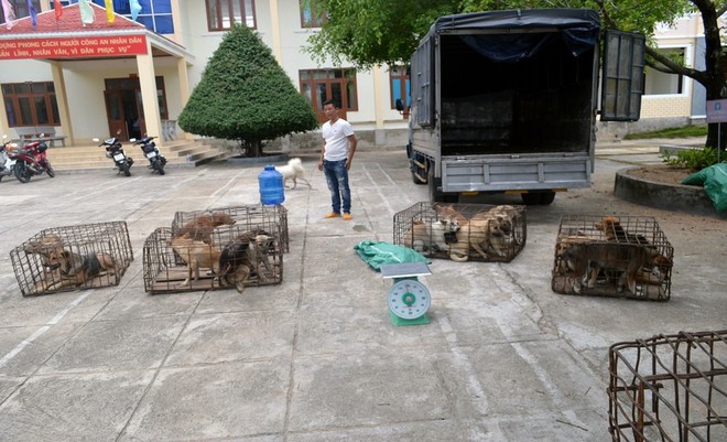 Ba thanh niên đánh xe tải từ Đăk Lăk qua Gia Lai trộm chó - Ảnh 2.