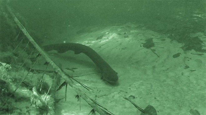 Phát hiện những con lươn điện nguy hiểm nhất thế giới: Kỷ lục sốc điện, giết chết cả cá Piranha sát thủ Amazon - Ảnh 3.