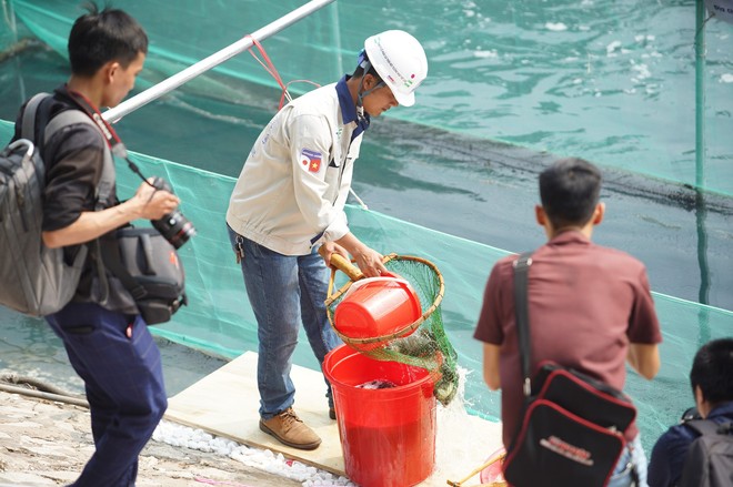 Chuyên gia Nhật thả cá Koi xuống sông Tô Lịch để chứng minh chất lượng nước sau khi xử lý - Ảnh 6.