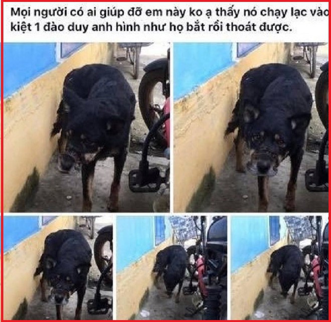 Cãi lời vợ, chàng trai trẻ bỏ hàng trăm triệu để “đổi đời” cho hàng nghìn chú chó mèo bị bỏ rơi ở Huế - Ảnh 10.