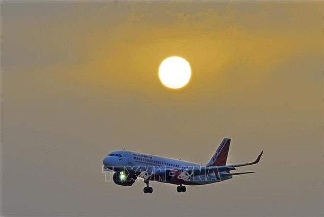  Bị ong tấn công, máy bay Air India hoãn chuyến trong nhiều giờ  - Ảnh 1.