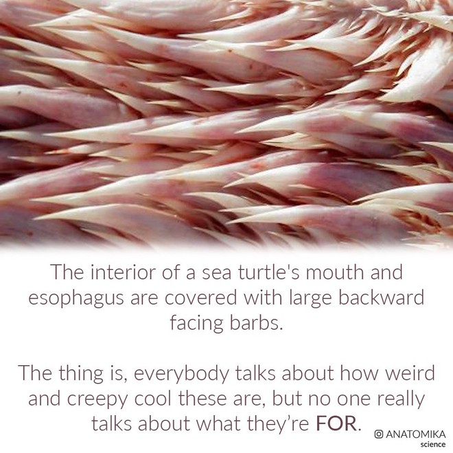 Những chiếc gai trong bụng rùa biển vốn rất hữu dụng nhưng bỗng hóa lưỡi dao tử thần kể từ khi “thời kỳ đồ nhựa” bắt đầu - Ảnh 2.