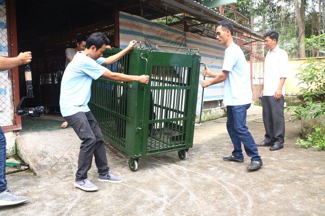 Bình Dương: Người dân tự nguyện giao nộp nhiều cá thể gấu đen Châu Á cho khu bảo tồn - Ảnh 3.