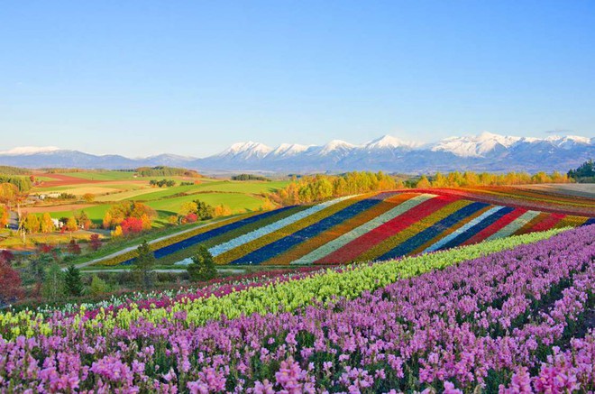Mê mẩn vẻ đẹp của những cánh đồng hoa trên khắp thế giới - Ảnh 3.