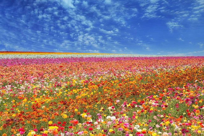Mê mẩn vẻ đẹp của những cánh đồng hoa trên khắp thế giới - Ảnh 10.