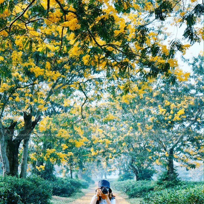 Không chịu thua kém Đà Lạt, Gia Lai cũng đang vào mùa hoa muồng vàng đẹp ngất ngây, lên hình cứ ngỡ trời thu Hàn Quốc - Ảnh 4.