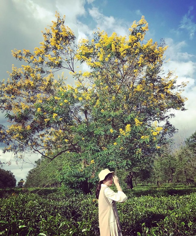 Không chịu thua kém Đà Lạt, Gia Lai cũng đang vào mùa hoa muồng vàng đẹp ngất ngây, lên hình cứ ngỡ trời thu Hàn Quốc - Ảnh 5.