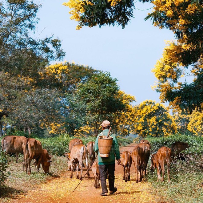 Không chịu thua kém Đà Lạt, Gia Lai cũng đang vào mùa hoa muồng vàng đẹp ngất ngây, lên hình cứ ngỡ trời thu Hàn Quốc - Ảnh 2.