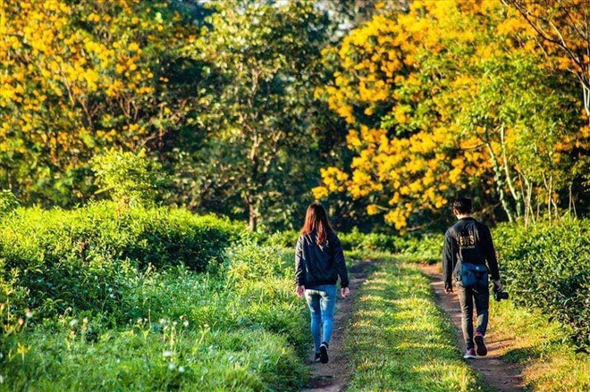 Không chịu thua kém Đà Lạt, Gia Lai cũng đang vào mùa hoa muồng vàng đẹp ngất ngây, lên hình cứ ngỡ trời thu Hàn Quốc - Ảnh 3.