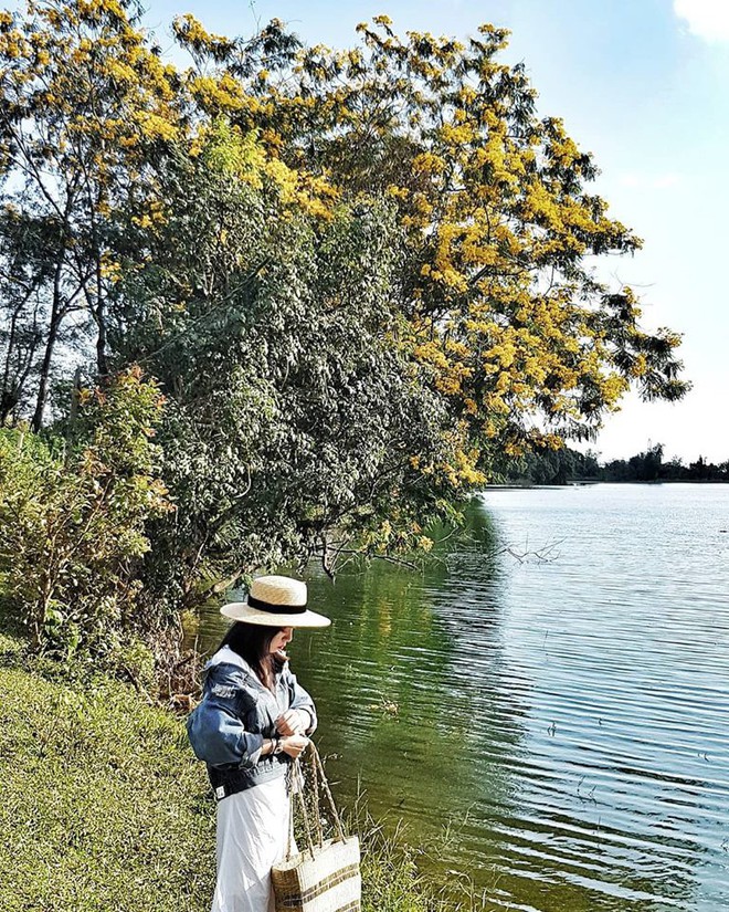 Không chịu thua kém Đà Lạt, Gia Lai cũng đang vào mùa hoa muồng vàng đẹp ngất ngây, lên hình cứ ngỡ trời thu Hàn Quốc - Ảnh 7.