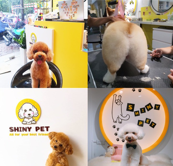 Shiny Pet – Spa cao cấp dành cho thú cưng tại Hà Nội - Ảnh 5.