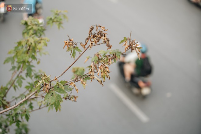 Hàng phong lá đỏ chết khô trên đường phố Hà Nội dịp vào thu - Ảnh 4.