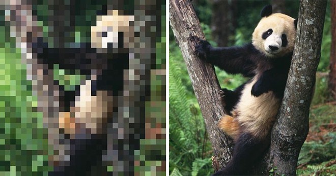 21 bức ảnh động vật hoang dã bị làm mờ: Tưởng ảnh hỏng nhưng lại mang thông  điệp ý nghĩa phía sau khiến chúng ta phải bất ngờ