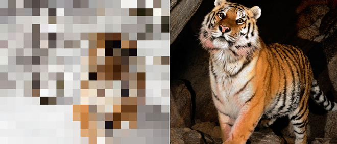 21 bức ảnh động vật hoang dã bị làm mờ: Tưởng ảnh hỏng nhưng lại mang thông điệp ý nghĩa phía sau khiến chúng ta phải bất ngờ - Ảnh 8.