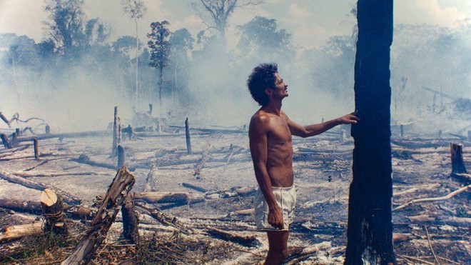Trước khi cháy kỷ lục xảy ra, rừng Amazon đã kiên cường chống trả sự xâm lấn của con người chỉ nhờ một chiến binh tí hon - Ảnh 3.
